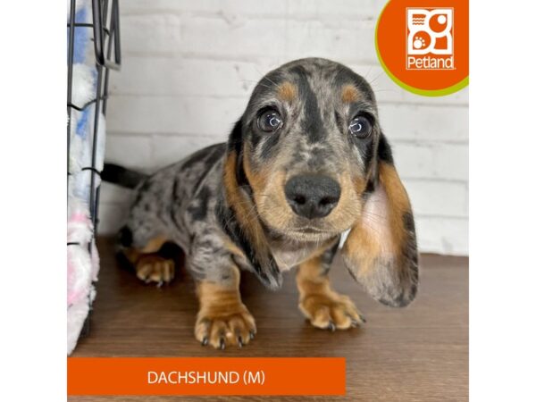 Dachshund – 3602