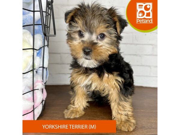 Yorkshire Terrier – 3600