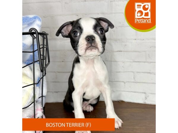 Boston Terrier – 3595