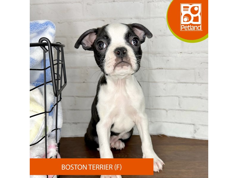 Boston Terrier - 3595 Image #1
