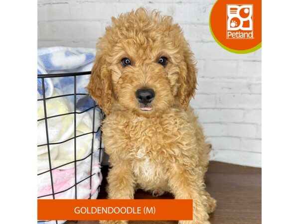 Goldendoodle – 3599