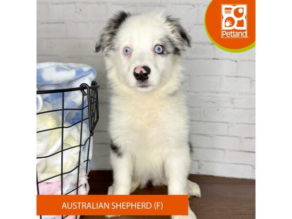 Australian Shepherd – 3598
