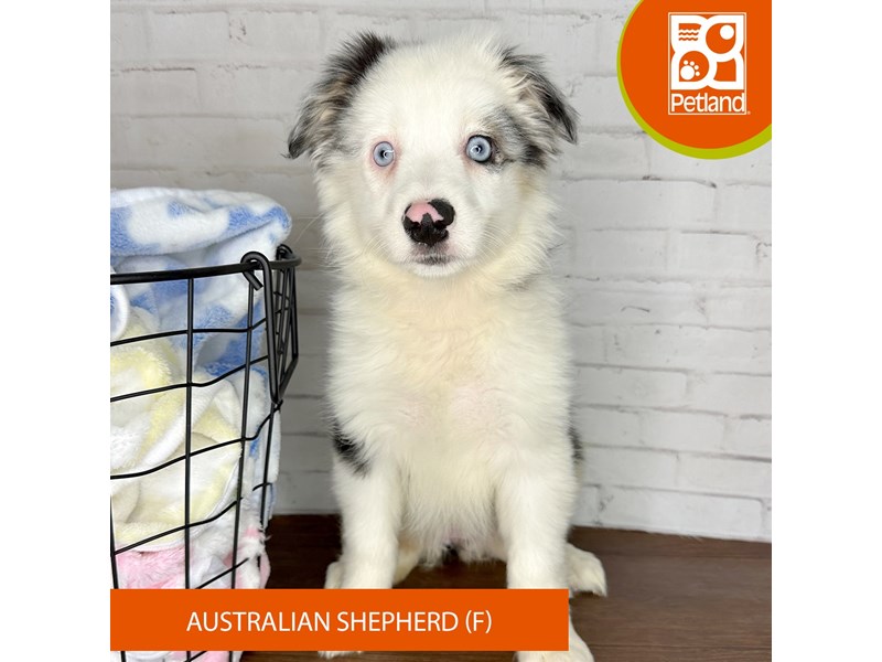 Australian Shepherd - 3598 Image #1