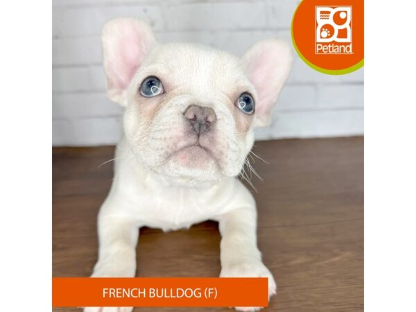 French Bulldog – 3612