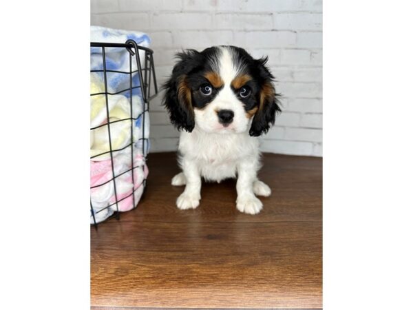 Cavalier King Charles Spaniel – 3613