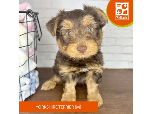 Yorkshire Terrier – 3630