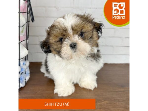 Shih Tzu – 3629