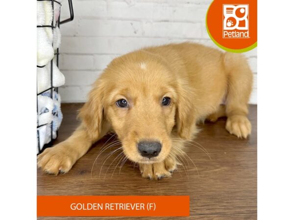 Golden Retriever – 3627