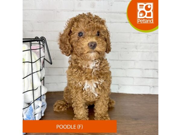 Poodle – 3625