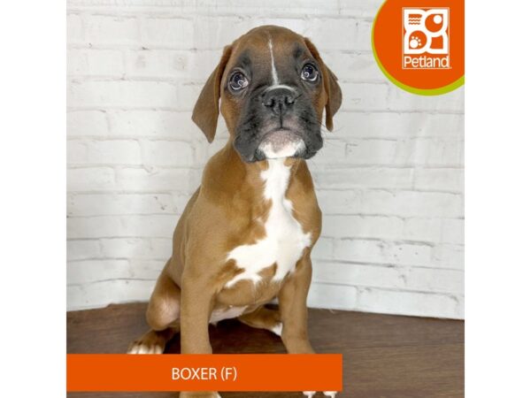 Boxer – 3624