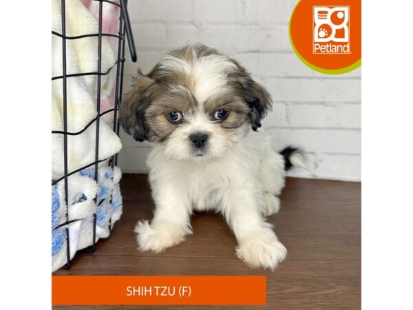 Shih Tzu – 3623