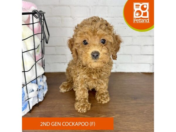 Cock A Poo 2nd Gen – 3622