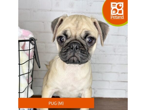 Pug – 3621