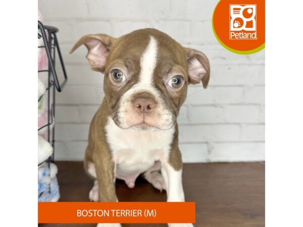 Boston Terrier – 3620