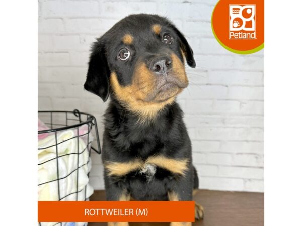 Rottweiler – 3619