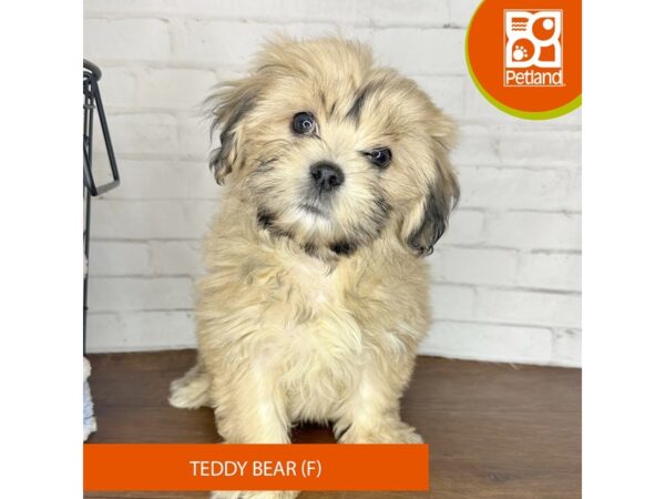 Teddy Bear – 3617