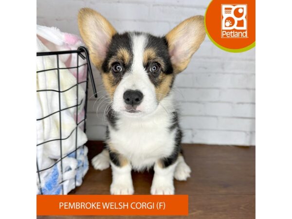 Pembroke Welsh Corgi – 3616