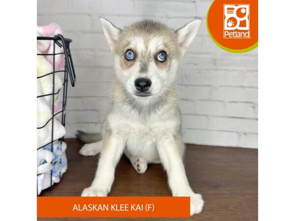 Alaskan Klee Kai – 3615