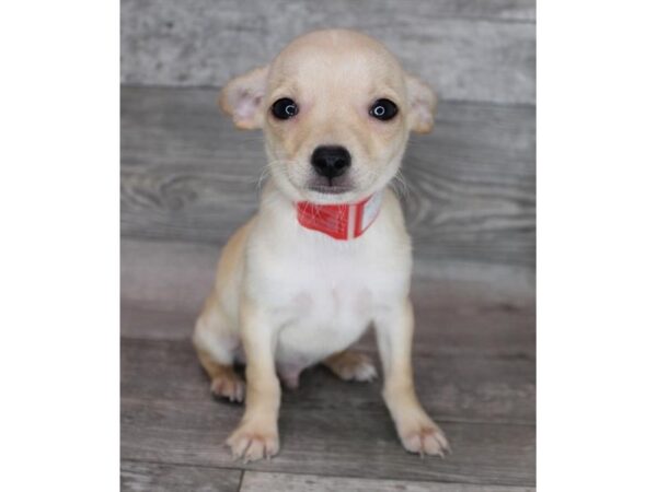 Chihuahua – 3632