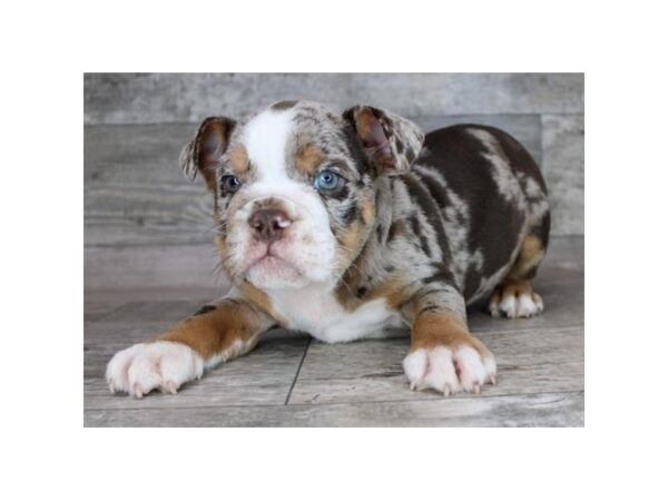 Bulldog – 3633