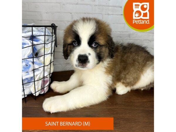 Saint Bernard-Dog-Male-Brown / White-3634-Petland Florence, Kentucky