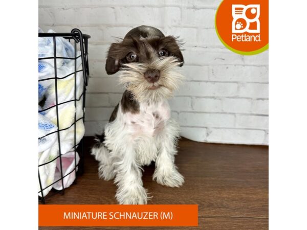 Miniature Schnauzer Dog Male Chocolate / White 3635 Petland Florence, Kentucky