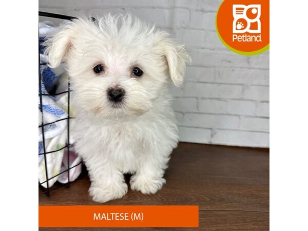 Maltese Dog Male White 3637 Petland Florence, Kentucky