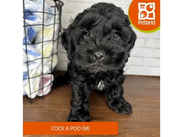 Cock A Poo Dog Male Black 3638 Petland Florence, Kentucky