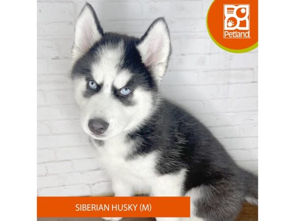 Siberian Husky Dog Male Black / White 3673 Petland Florence, Kentucky