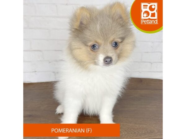 Pomeranian Dog Female Lilac / White 3676 Petland Florence, Kentucky