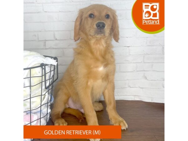 Golden Retriever-Dog-Male-Dark Golden-3706-Petland Florence, Kentucky