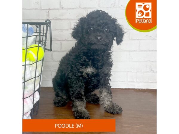 Poodle-Dog-Male-Black / Tan-3705-Petland Florence, Kentucky