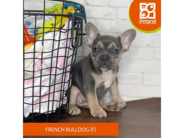 French Bulldog Dog Female Lilac / Tan 3735 Petland Florence, Kentucky