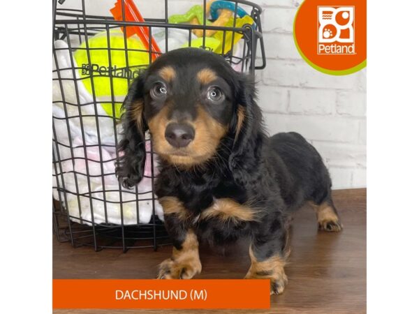 Dachshund-Dog-Male-Black / Tan-3733-Petland Florence, Kentucky