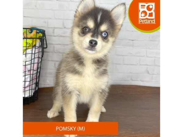 Pomsky Dog Male Wolf Sable 3724 Petland Florence, Kentucky