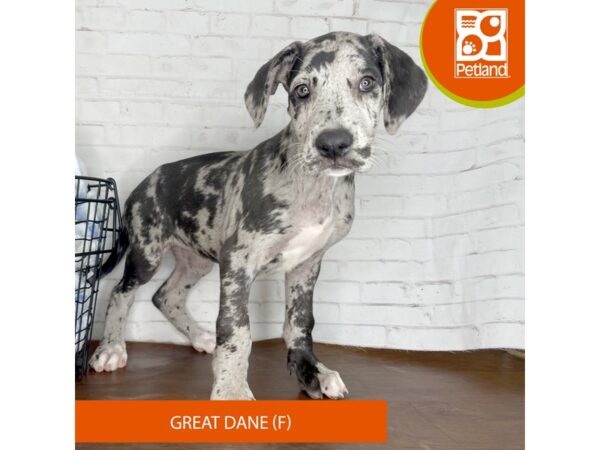 Great Dane Dog Female Merle 3754 Petland Florence, Kentucky