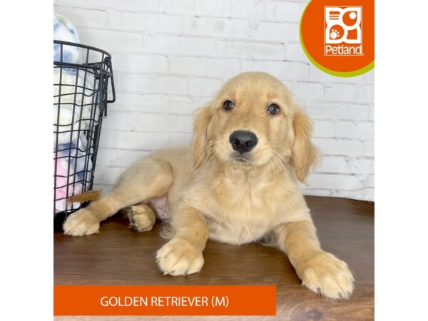 Golden Retriever Dog Male Golden 3753 Petland Florence, Kentucky