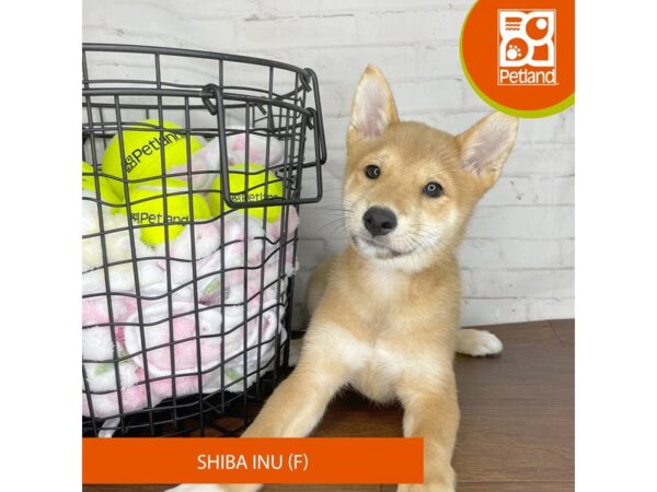 Shiba Inu Dog Female Red Sesame 3781 Petland Florence, Kentucky