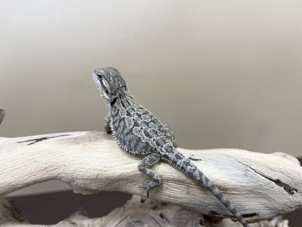Assorted Bearded Dragons – 2910