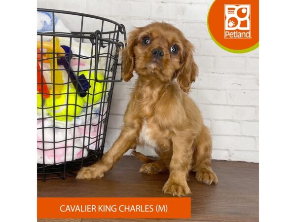 Cavalier King Charles Spaniel – 3710