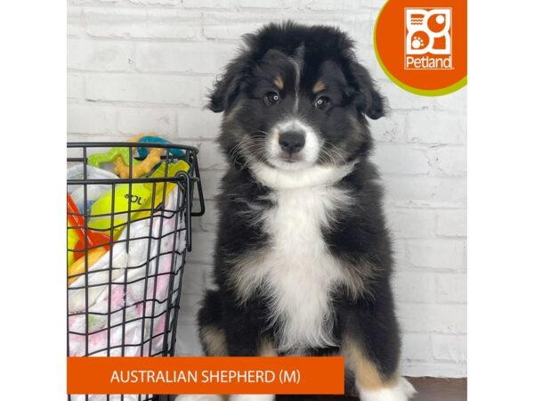 Australian Shepherd – 3731