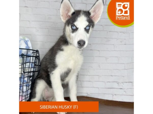 Siberian Husky – 3757