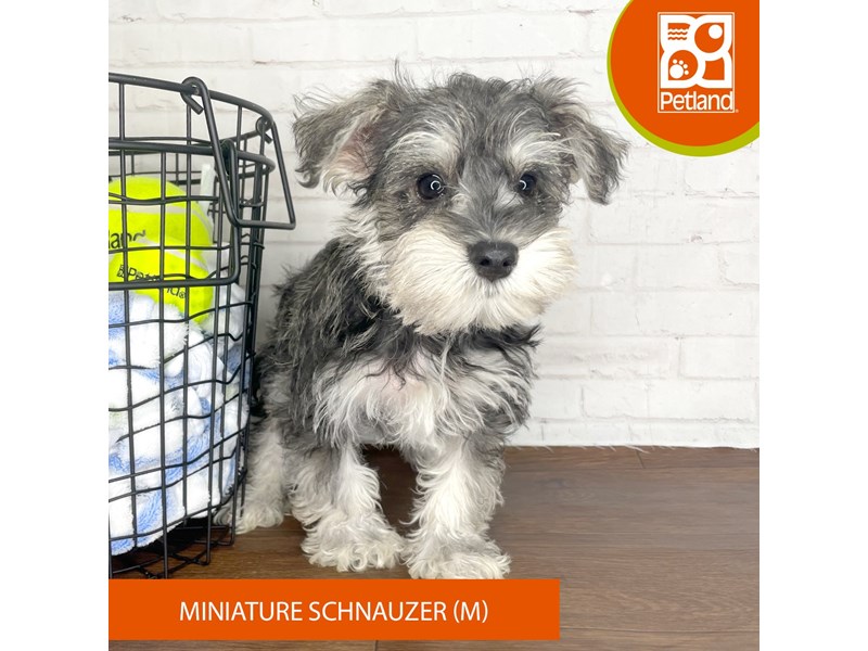 Miniature Schnauzer - 3760 Image #1