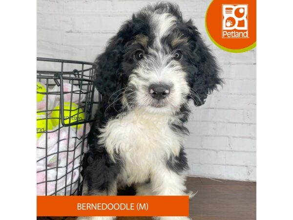 Bernedoodle – 3779