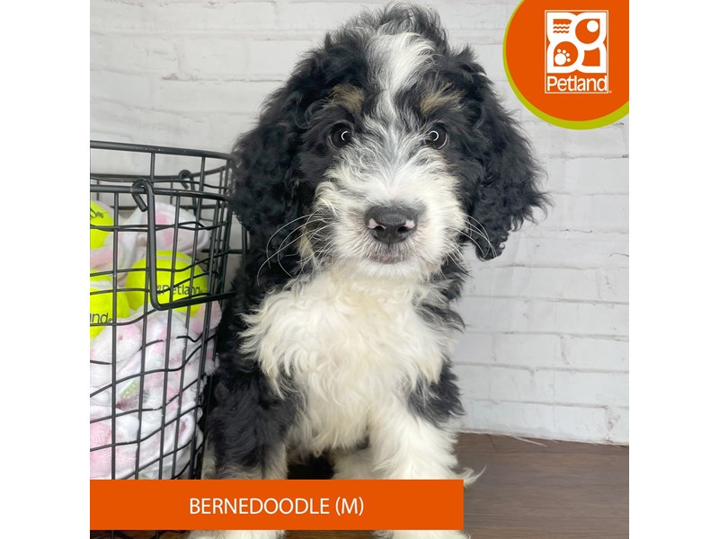 Bernedoodle - 3779 Image #1