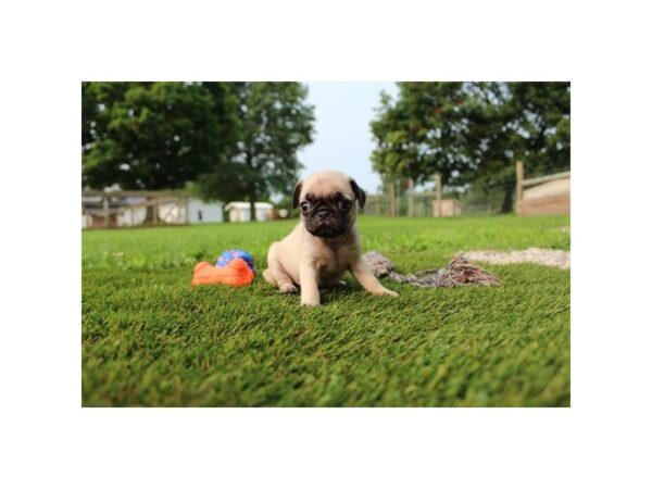 Pug Dog Female Fawn 3787 Petland Florence, Kentucky