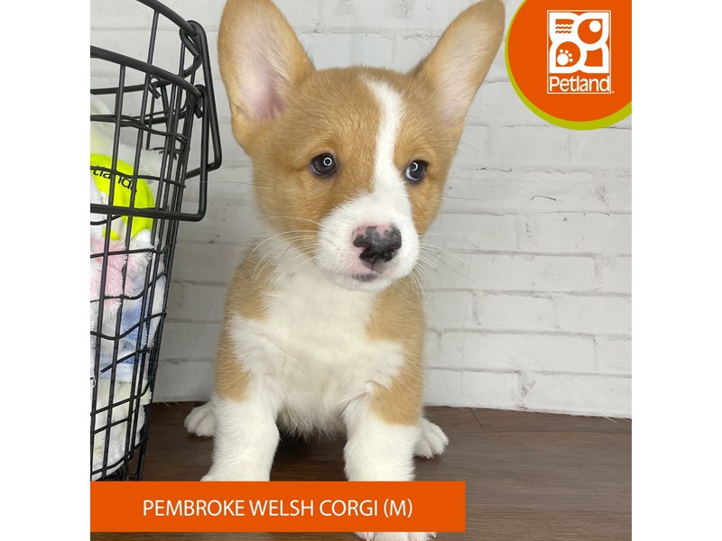 Pembroke Welsh Corgi - 3789 Image #1