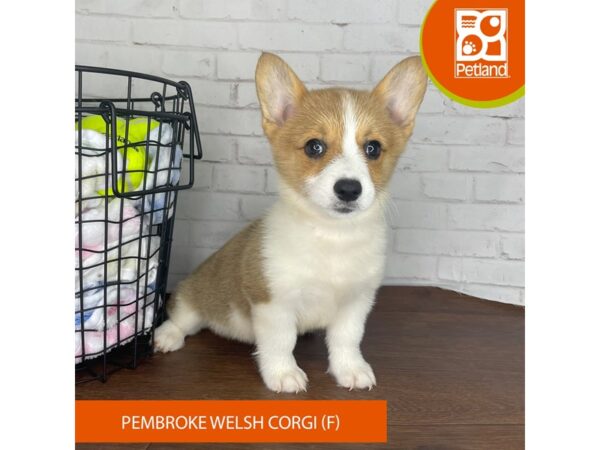 Pembroke Welsh Corgi Dog Female Red / White 3794 Petland Florence, Kentucky