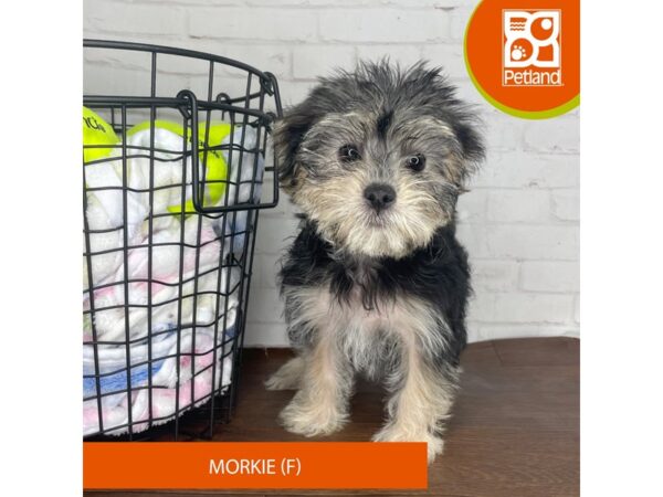 Morkie-Dog-Female-Black / Tan-3796-Petland Florence, Kentucky