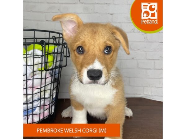 Pembroke Welsh Corgi – 3793